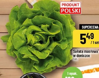 Sałata masłowa w doniczce