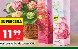 Hortensja bukietowa XXL