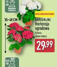 Gardenline Hortensja ogrodowa