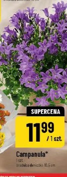 Campanula