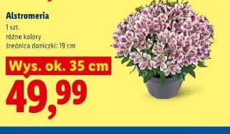 Alstromeria