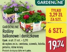 Gardenline Rośliny balkonowe i doniczkowe