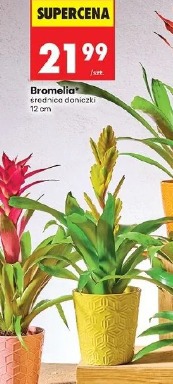 Bromelia