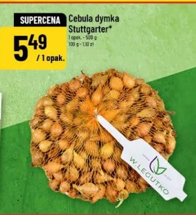 Cebula dymka Stuttgarter