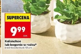 Kalanchoe lub begonia w rożku