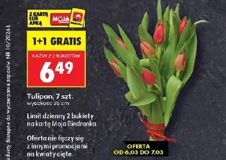 Tulipan