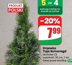 Drzewko Tuja Szmaragd