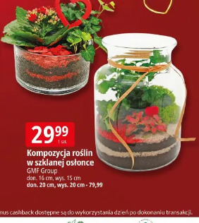 Kompozycja roślin w szklanej osłonce GMF Group