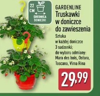 Gardenline Truskawki w doniczce do zawieszenia