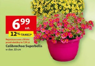 Calibrachoa Superbells