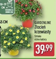 Gardenline Złocień krzewiasty