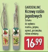 Gardenline krzewy roślin jagodowych