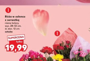 Róża w osłonce z serwetką