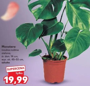 Monstera modna roślina zielona