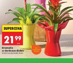 Bromelia w doniczce diablo