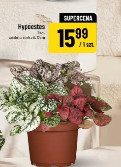 Hypoestes
