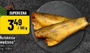 Nototenia wędzona