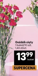 Goździk cięty