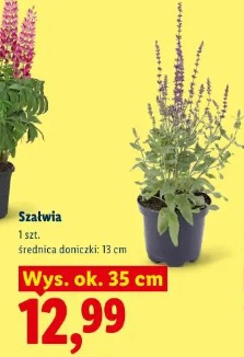 Szałwia