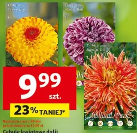 Cebule kwiatowe dalii wybrane odmiany