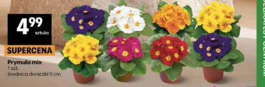 Prymula mix