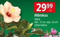 Hibiskus Gasa