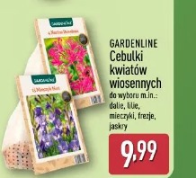 Gardenline Cebulki kwiatów wiosennych
