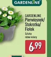 Gardenline Pierwiosnek/Stokrotka/Fiotek Sztuka różne kolory