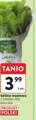 Sałata masłowa z sadów i pól doniczka
