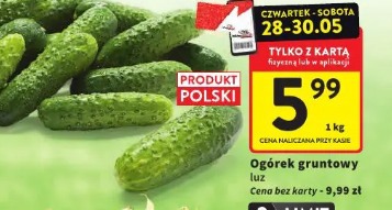 Ogórek gruntowy luz