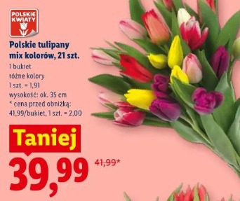 Polskie tulipany mix kolorów, 21 szt.