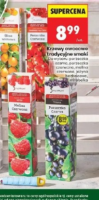 Krzewy owocowe tradycyjne smaki