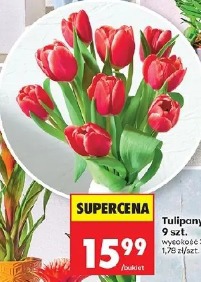 Tulipany 9 szt.