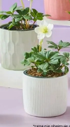 Ciemiernik Helleborus