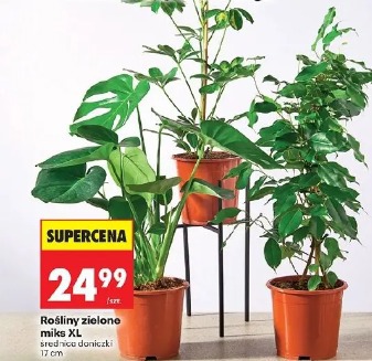 Rośliny zielone miks XL