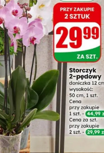 Storczyk 2-pędowy