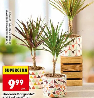 Dracena Marginata
