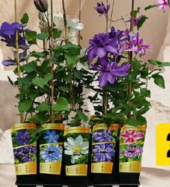 Clematis