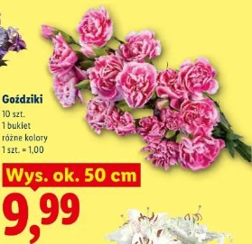 Goździki
