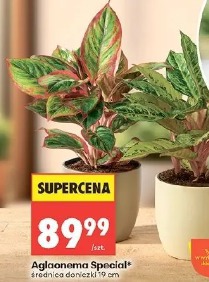 Aglaonema Special