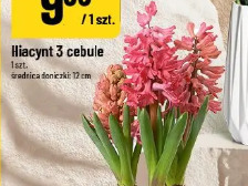 Hiacynt 3 cebule