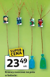 Krzewy owocowe na pniu w balocie: porzeczka, agrest