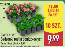 Sadzonki roślin doniczkowych