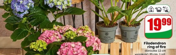 Filodendron ring of fire