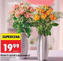 Róża 9 sztuk z gipsówką