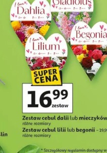 Zestaw cebul dalii lub mieczyków