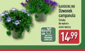 Gardenline Dzwonek campanula