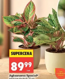 Aglaonema Special