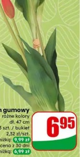 Tulipan gumowy