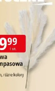 Trawa pampasowa Jumi